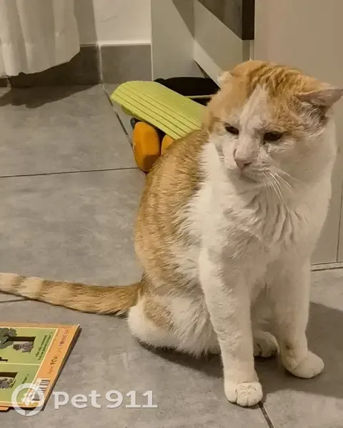 Chat roux-blanc perdu, Chemin des Crêtes - photo
