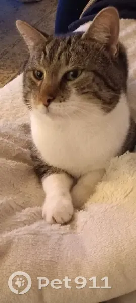 Chat gris-blanc perdu à Tourcoing - photo