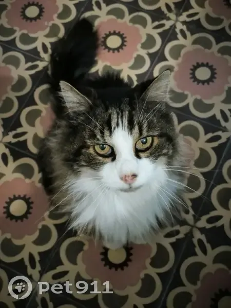 Chat sociable trouvé à Boisné-la-Tude - photo