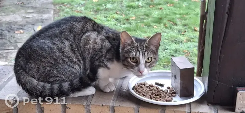Chat trouvé dans cave à Villeurbanne - photo