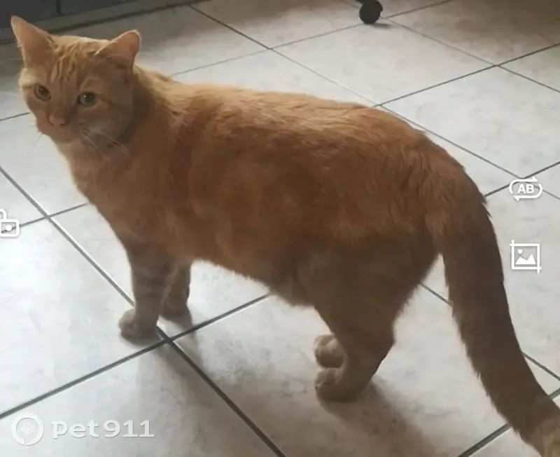 Chat tigré roux perdu à Saméon - photo