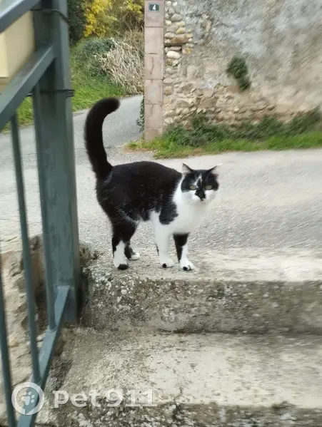 Chat noir et blanc sociable trouvé à Chavanay - photo