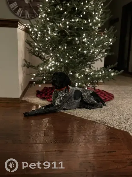 Lost Dog: Gunner on Becker & Begay Rd - photo