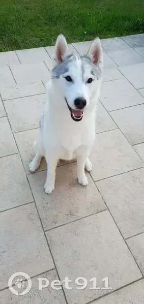 Husky blanc et gris perdu à Langon-sur-Cher - photo