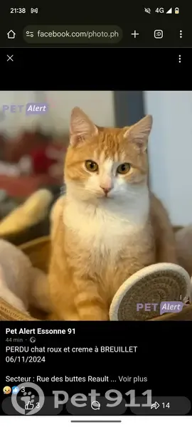 Chat mâle roux disparu à Breuillet - photo