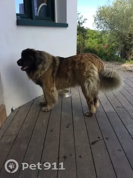 Trois chiens perdus lors d'une tempête - photo