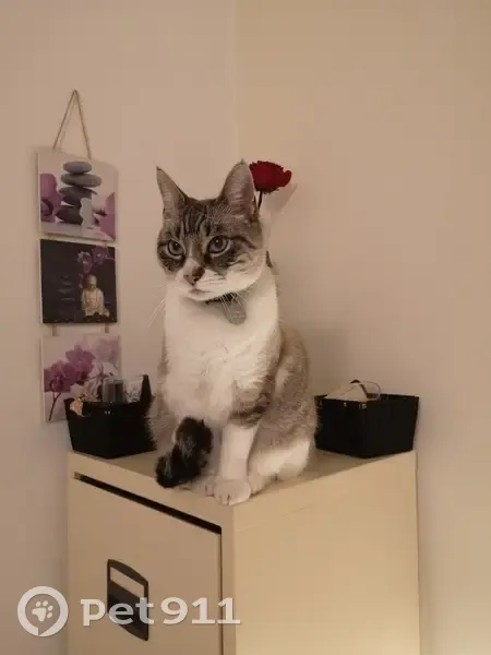 Chat siamois sourd perdu à Lons - photo