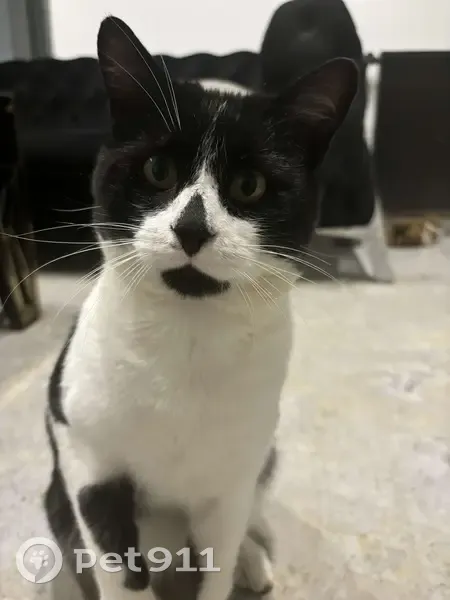 Chat noir et blanc perdu à Châteauroux - photo