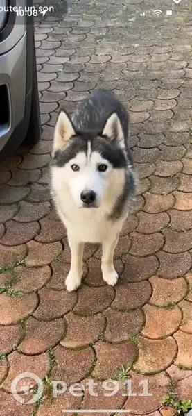 Husky trouvé rue du Landas, Vertou - photo
