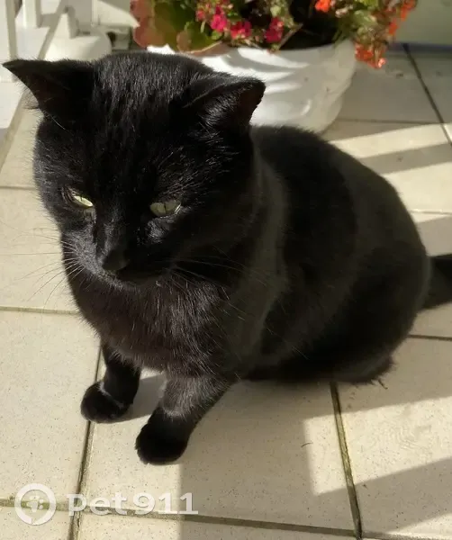 Chat noir castré perdu à Lamballe - photo