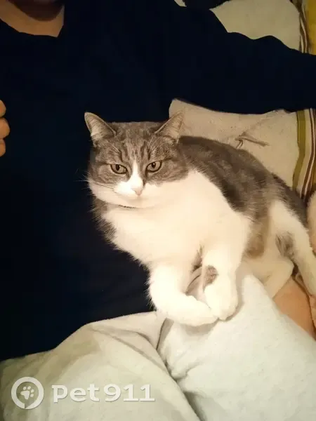Chatte trouvée le 30/11 à Bobigny - photo