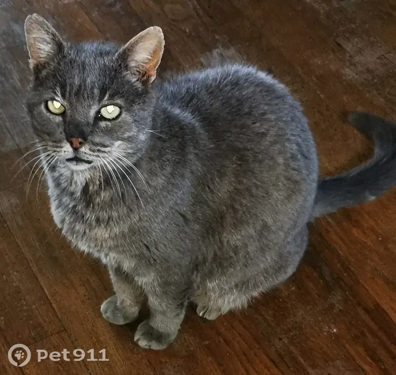 Chat gris familier trouvé à Vignoc - photo