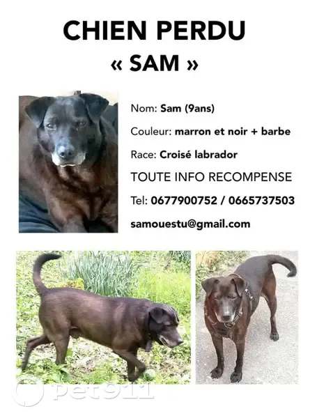 Chien perdu : infos sur la photo ! - photo