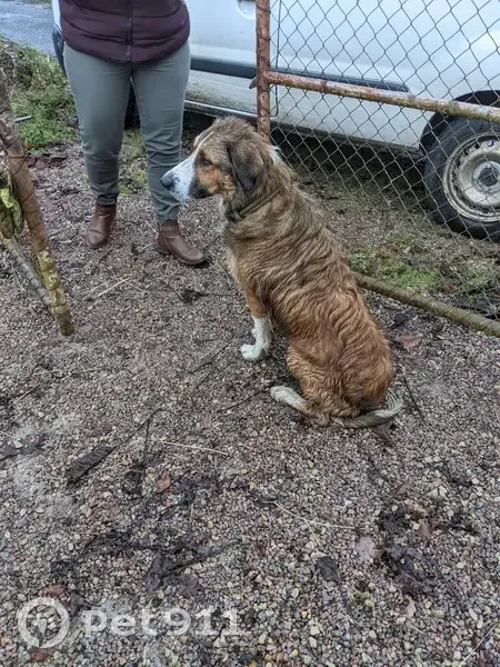 Jeune chien mâle trouvé à Joncy - photo