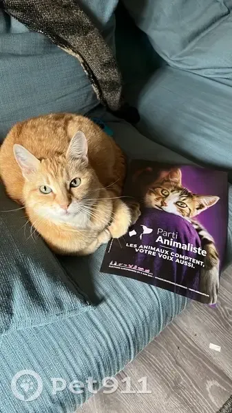 Chatte rousse disparue à Beaumont - photo
