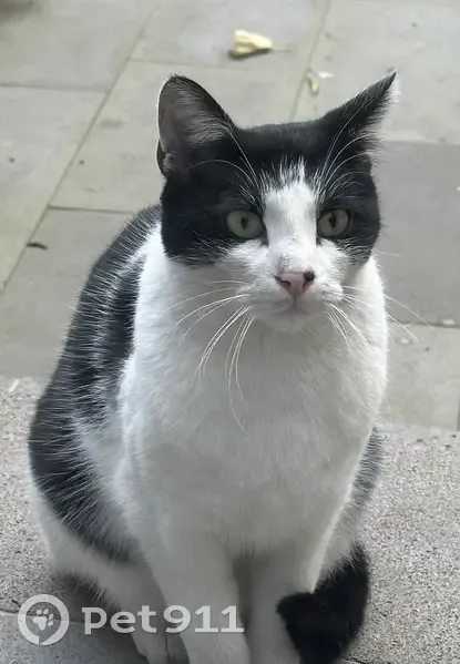 Chat trouvé quartier Blatin, Clermont-Ferrand - photo