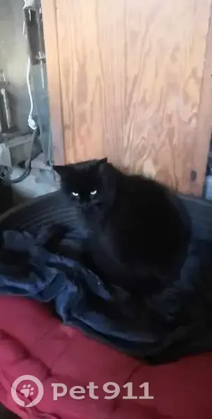 Chat noir disparu à Roncourt - photo
