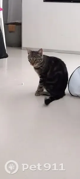 Chat tigré 2 ans disparu à Beynost - photo