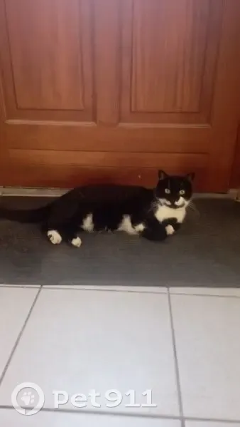 Chatte noir et blanc disparue à Rouziers - photo