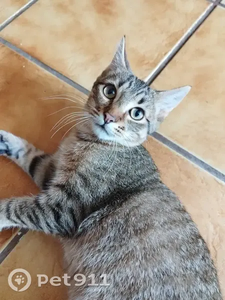 Chat perdu : Nuage, tigrée, Breuillet - photo
