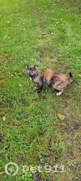 Chatte européenne trouvée à Colpo - photo