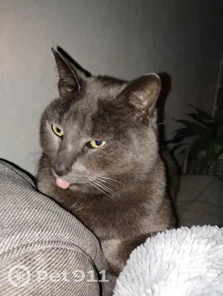 Chat gris castré disparu à Guer - photo