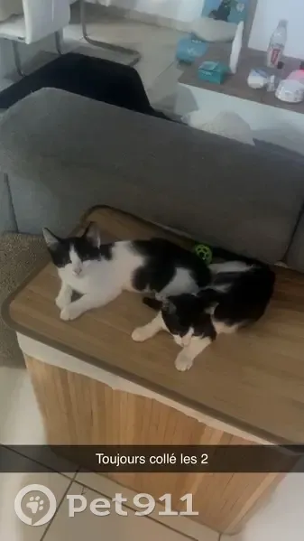 Chaton 6 mois disparu Route d'Uzès, Nîmes - photo