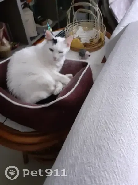 Chatte blanche perdue, queue noire, Serris - photo
