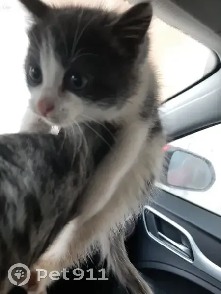 Chaton trouvé dans moteur, Jegun - photo