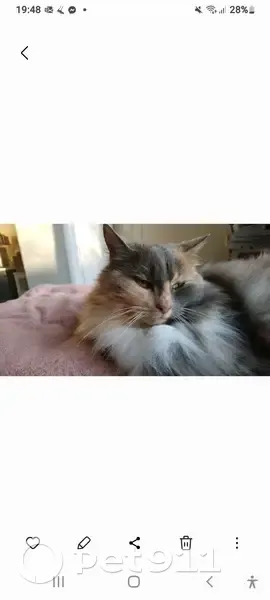Plume, chat tricolore perdu à Chécy - photo
