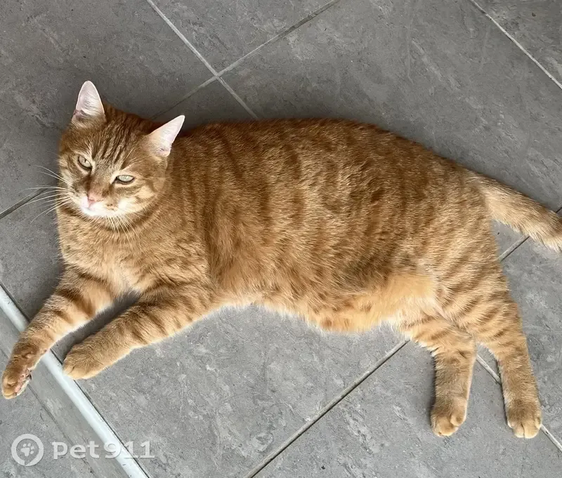 Chat roux disparu à Bihorel - photo