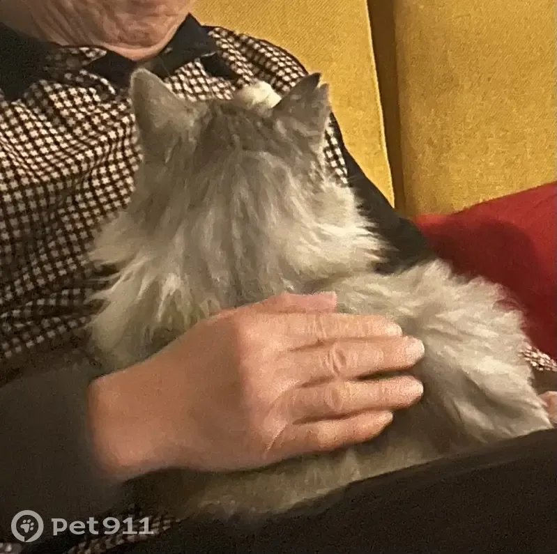 Chat perdu, 14 ans, blanc/gris, Caen - photo