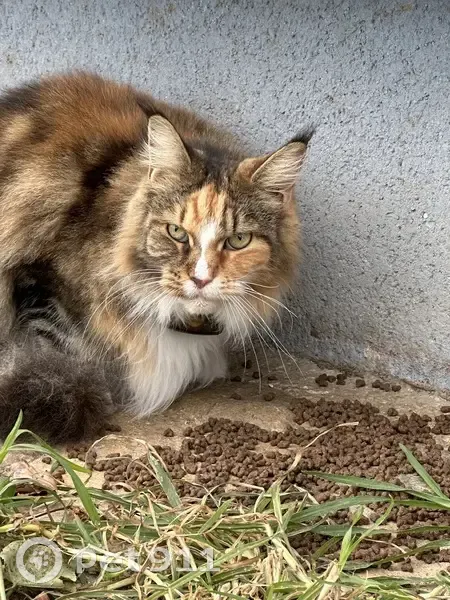 Chat trouvé : Maine Coon avec collier noir - photo