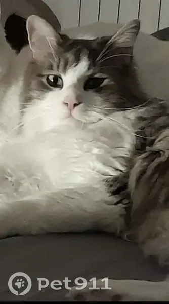 Chat angora gris 3 ans disparu Crespin - photo
