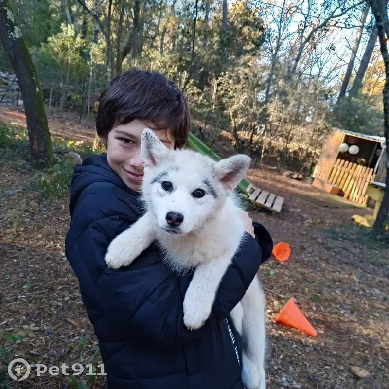 Pomsky 3 mois perdue, Le Rouret 78 - photo