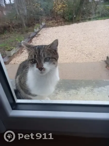 Chatte sociable trouvée Rue de la Bestière - photo