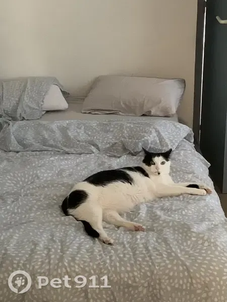 Léon, chat noir et blanc perdu à Lille - photo