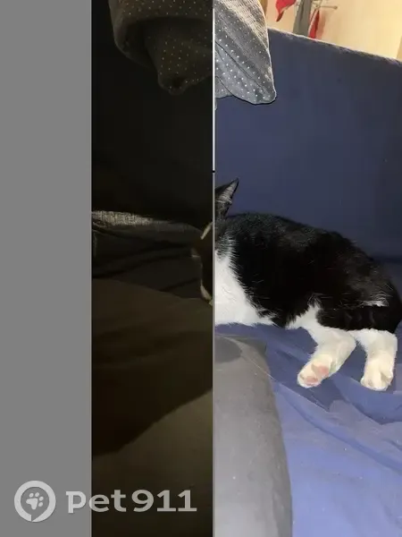 Chatte trouvée à Annecy, Boulevard du Fier - photo