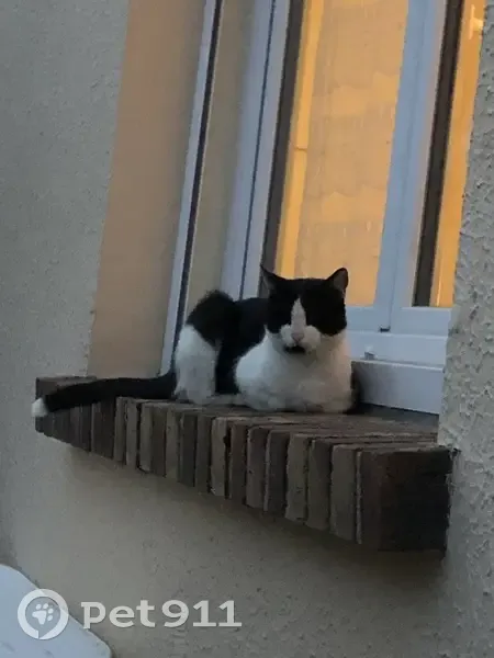 Chat mâle tacheté perdu à Longperrier - photo