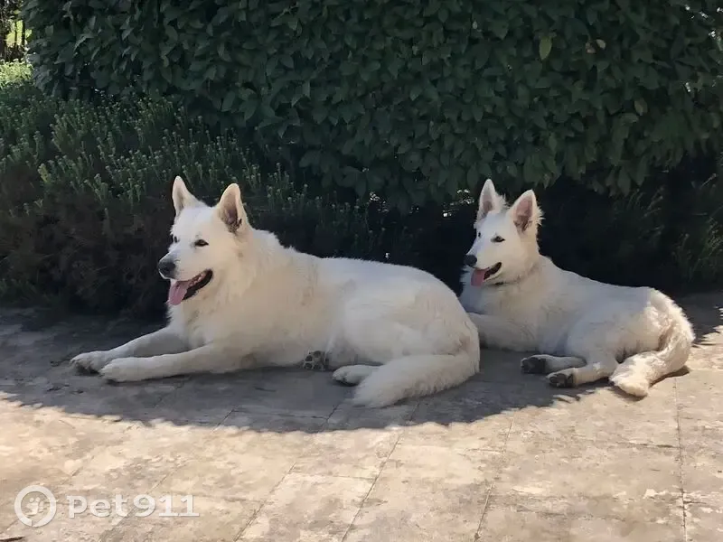 Berger blanc suisse 2 ans perdu à Lugasson - photo