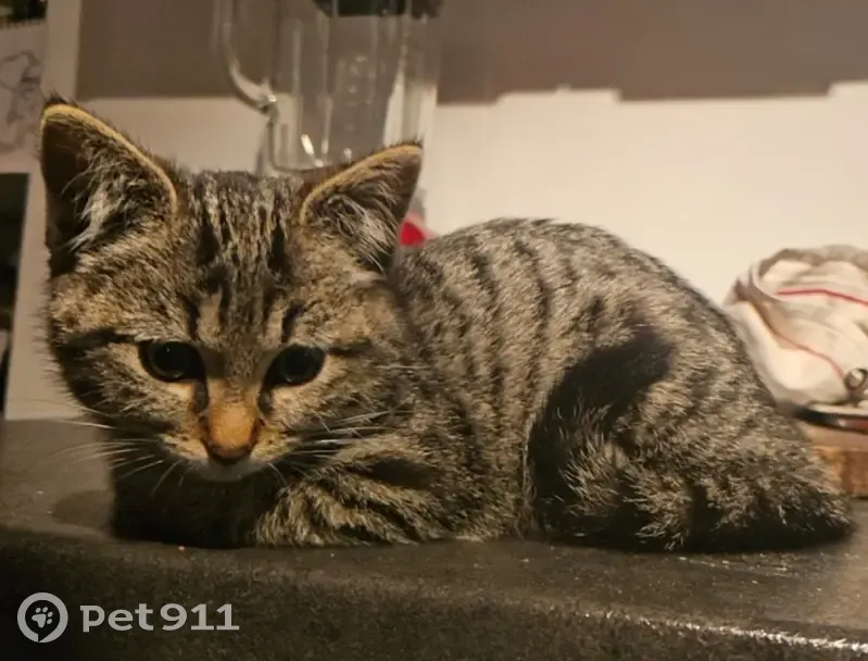 Bébé chat tigré gris trouvé à Yenne - photo