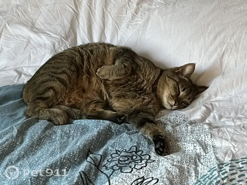 Chatte tigrée perdue à Courbesseaux - photo