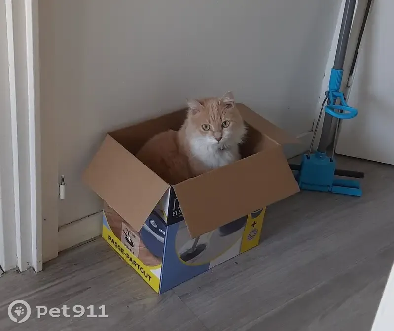 Chat roux-blanc trouvé à Univ. Jean Jaurès - photo