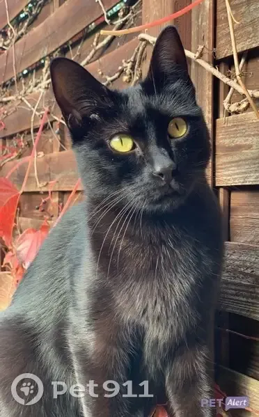 Chat noir Oscar disparu à Nîmes - photo