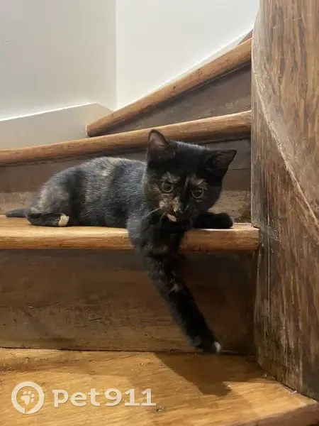 Chaton Yoshi disparu à Angers - photo