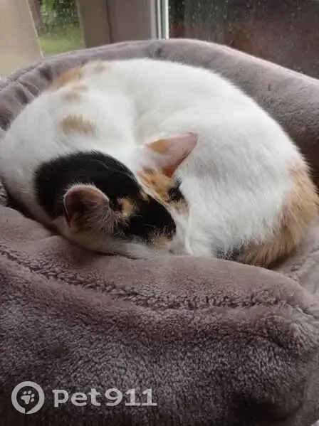 Chatte castrée perdue près de la Gare - photo