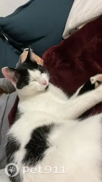 Chat noir et blanc trouvé à Toulouse - photo