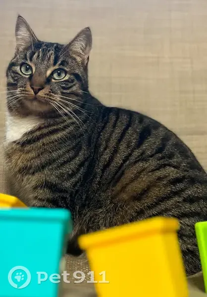 Sachat, chat tigré disparu à Rueil-Malmaison - photo