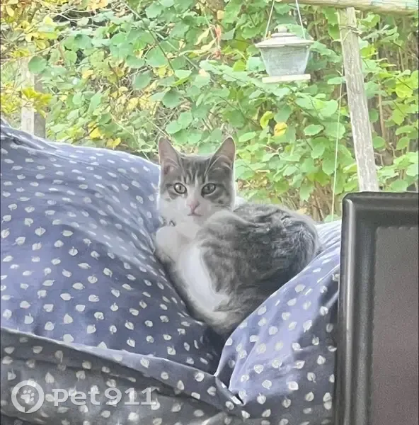 Chaton gris-blanc perdu à Saint-Magne - photo