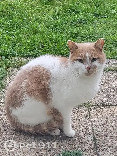 Chat affectueux trouvé à l'hôpital de Lens - photo